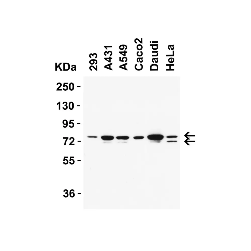 ProSci 9663_S NCOA4 (IN) Antibody, ProSci, 0.02 mg/Unit Primary Image