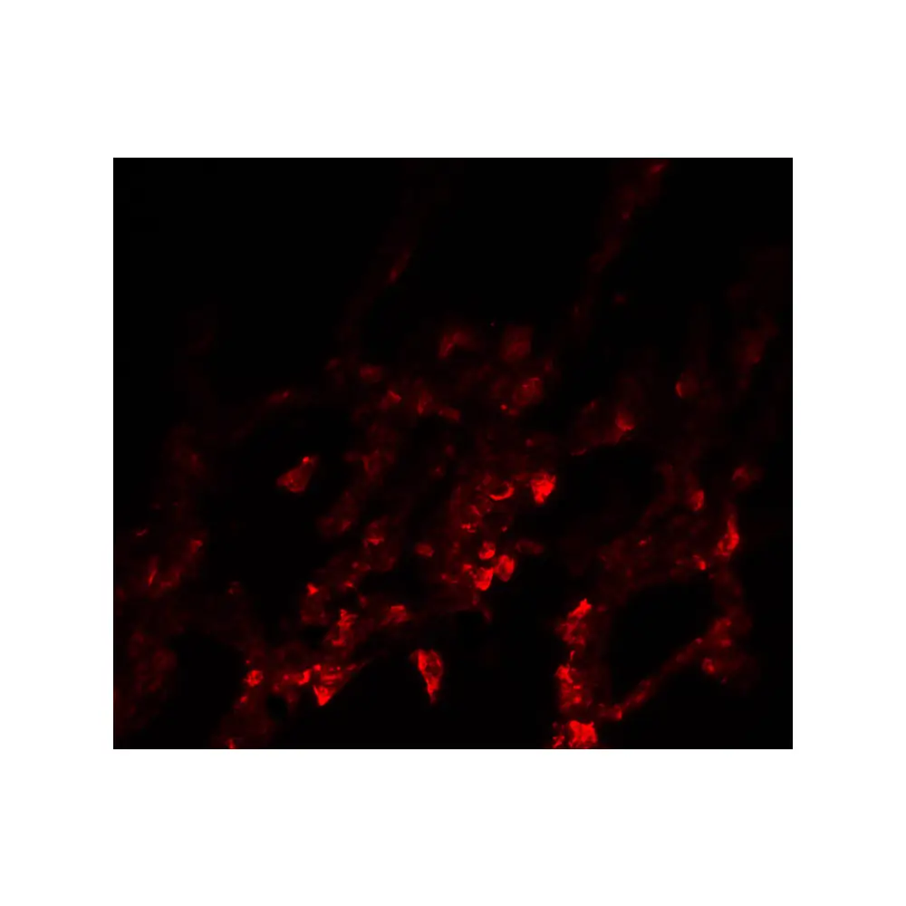 ProSci 6977 NDFIP1 Antibody, ProSci, 0.1 mg/Unit Tertiary Image