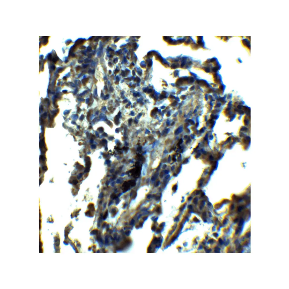 ProSci 6977_S NDFIP1 Antibody, ProSci, 0.02 mg/Unit Secondary Image