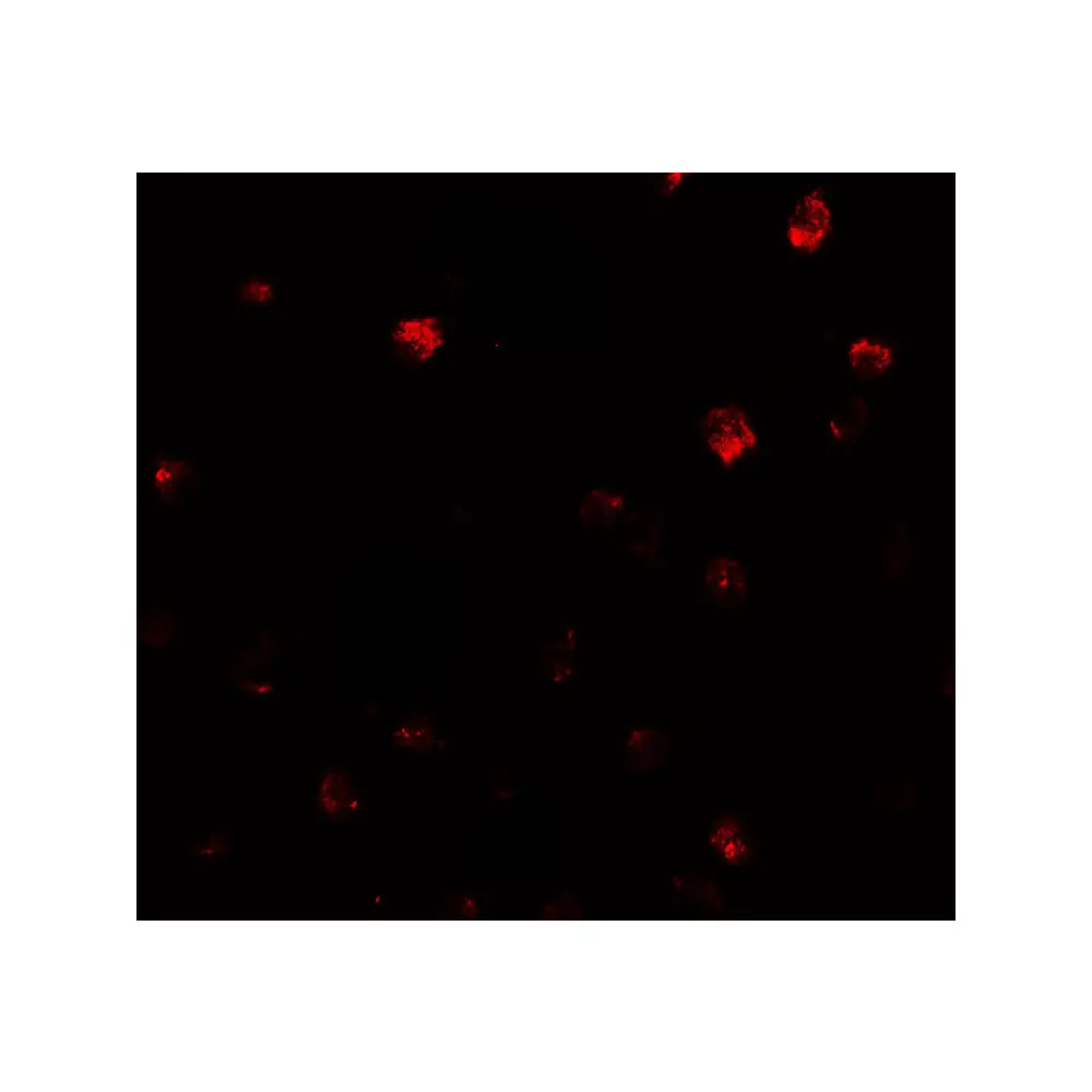 ProSci 7869_S NDST2 Antibody, ProSci, 0.02 mg/Unit Secondary Image