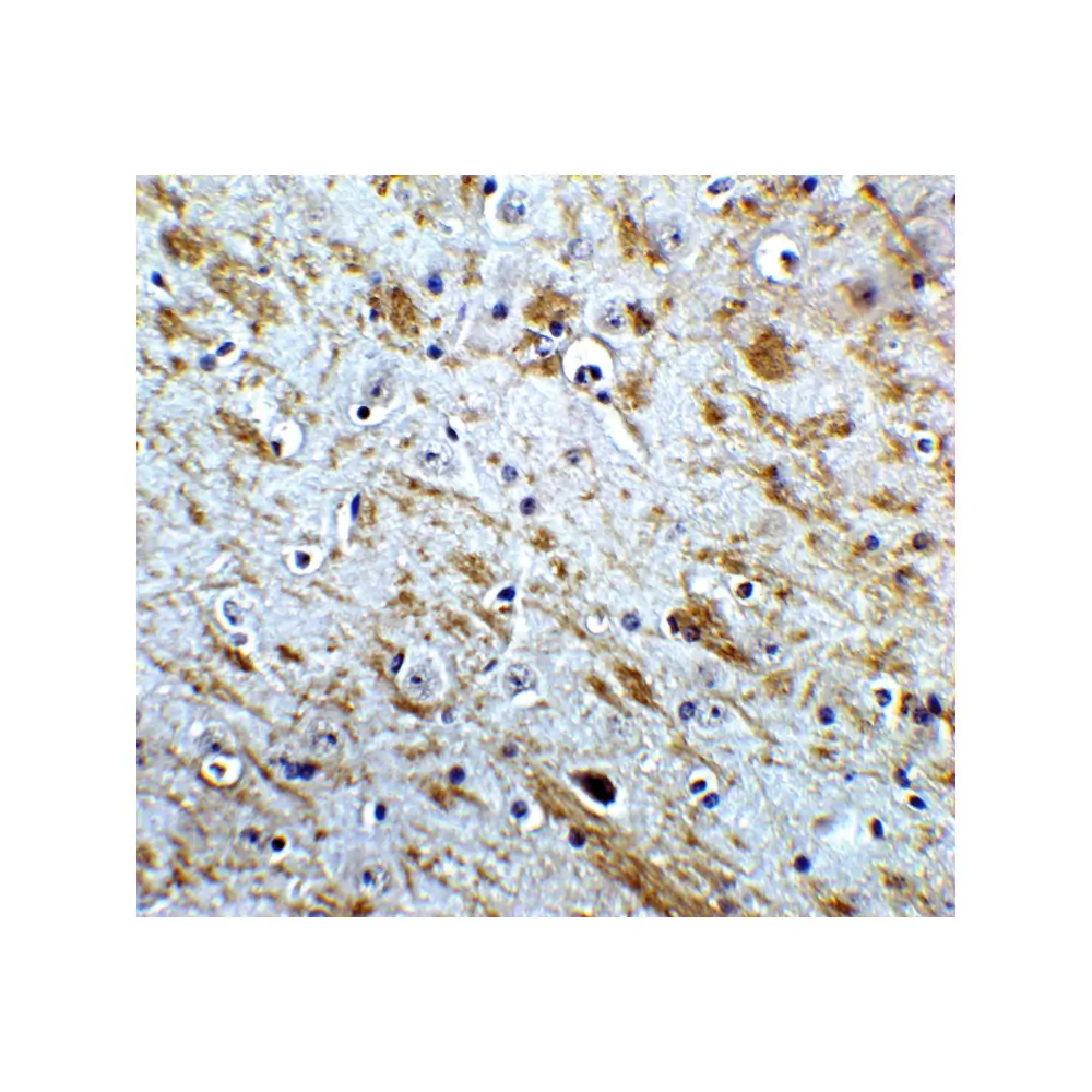 ProSci 7225_S NELF Antibody, ProSci, 0.02 mg/Unit Quaternary Image