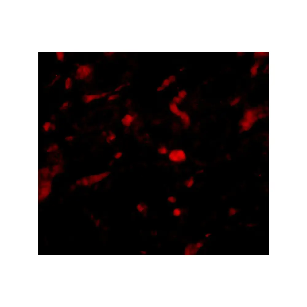 ProSci 4753_S NENF Antibody, ProSci, 0.02 mg/Unit Tertiary Image
