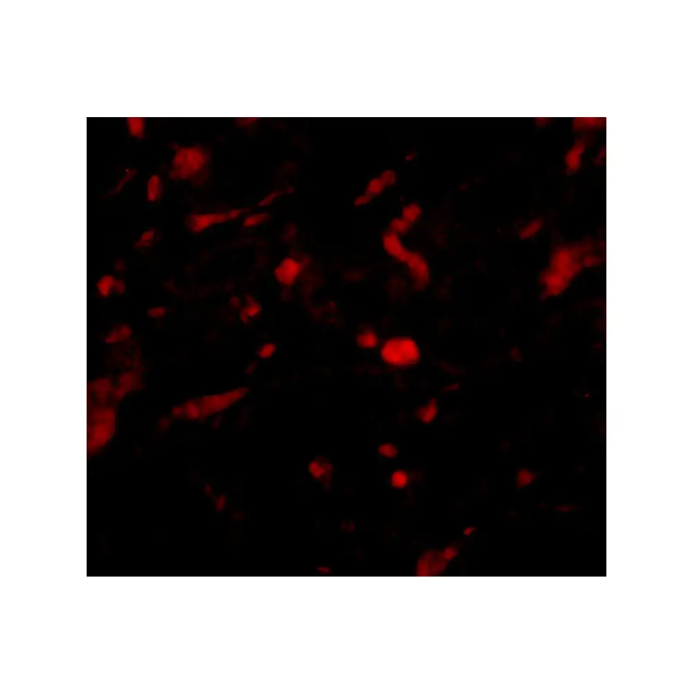 ProSci 4753 NENF Antibody, ProSci, 0.1 mg/Unit Tertiary Image