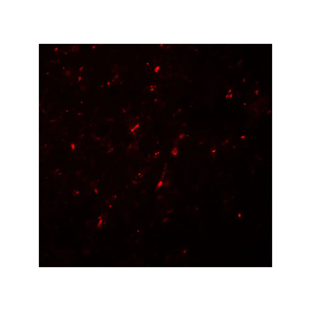 ProSci 7091_S NGN2 Antibody, ProSci, 0.02 mg/Unit Secondary Image