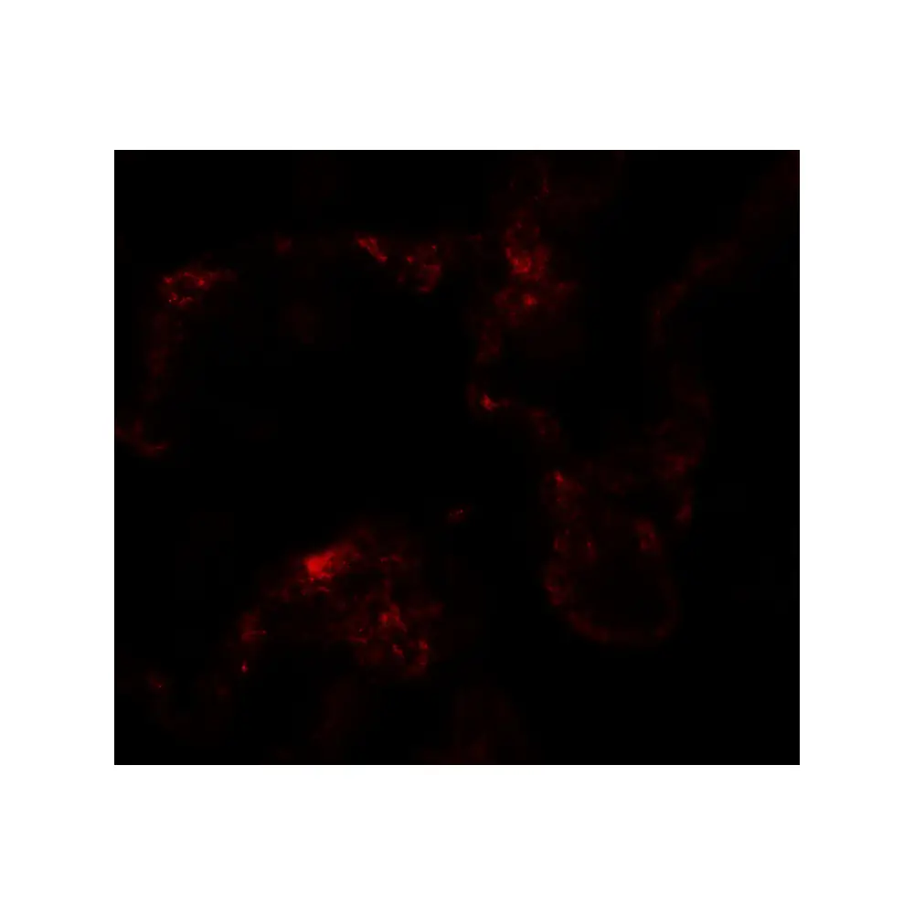 ProSci 6841 NIBRIN Antibody, ProSci, 0.1 mg/Unit Tertiary Image
