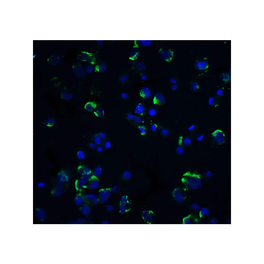 ProSci 1129_S NIK Antibody, ProSci, 0.02 mg/Unit Secondary Image
