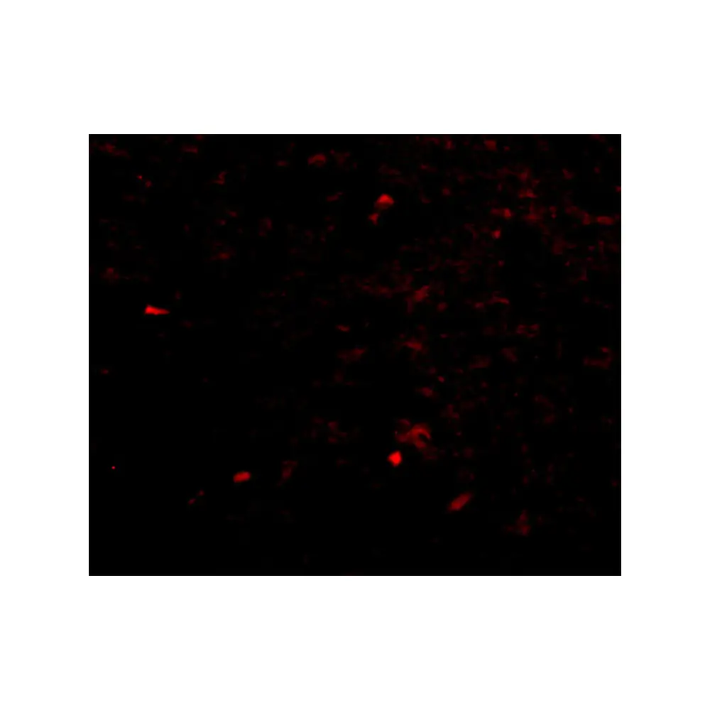 ProSci 4535_S NIPSNAP Antibody, ProSci, 0.02 mg/Unit Tertiary Image