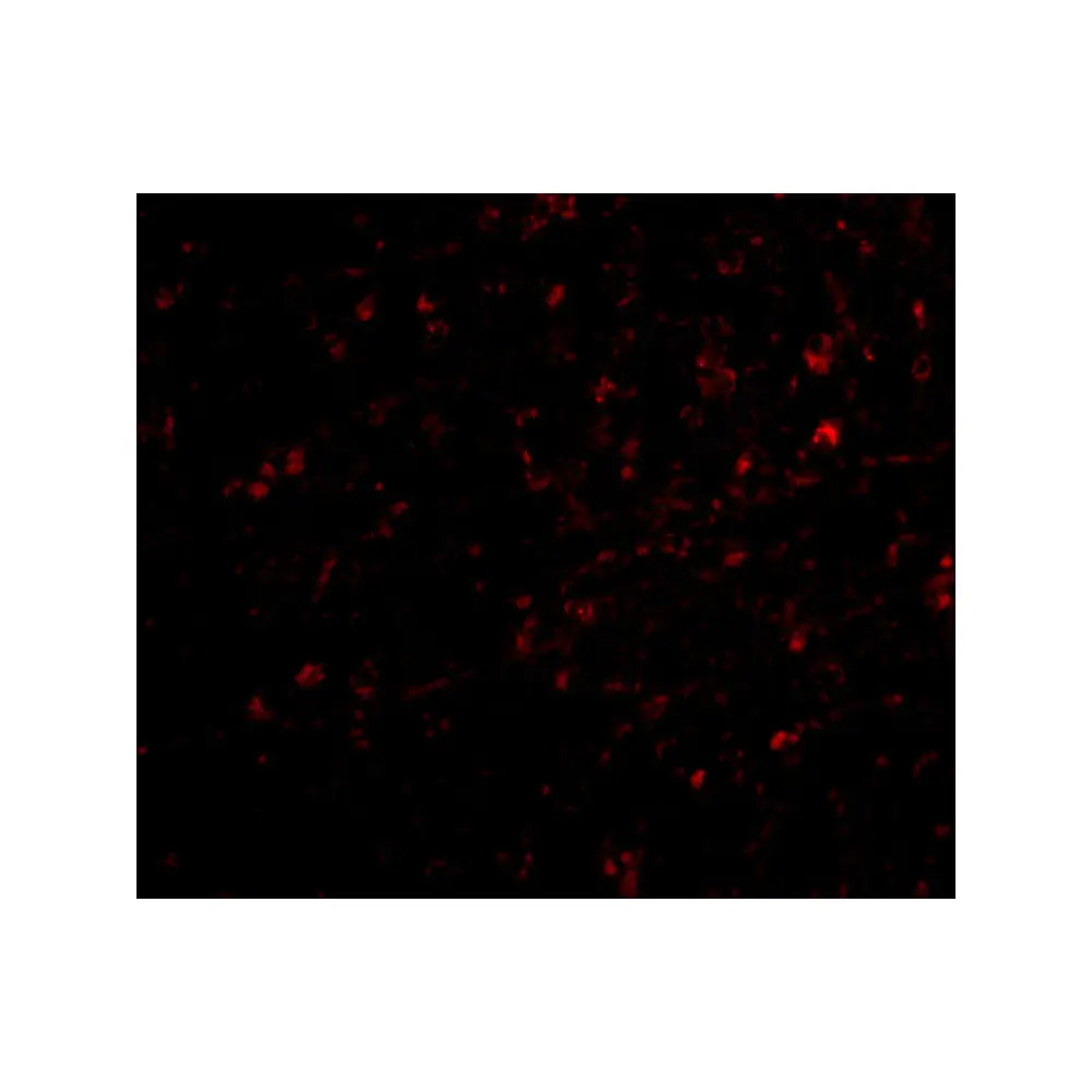 ProSci 4537 NIPSNAP Antibody, ProSci, 0.1 mg/Unit Tertiary Image