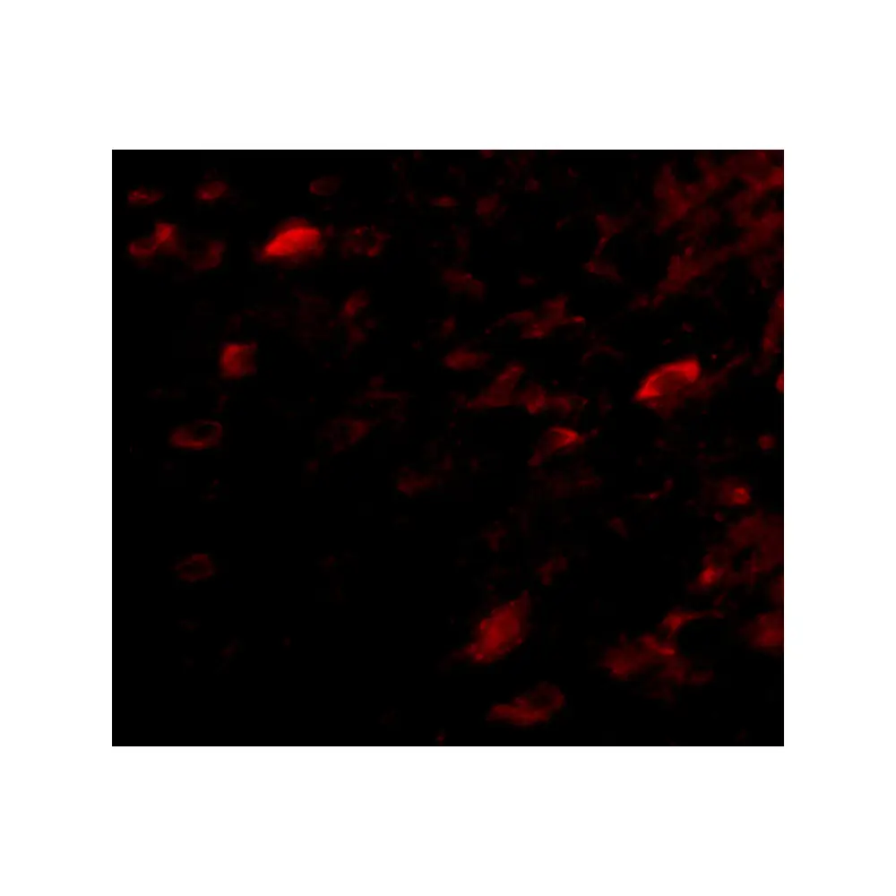 ProSci 4947_S NIPSNAP3A Antibody, ProSci, 0.02 mg/Unit Tertiary Image