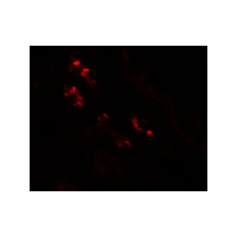 ProSci 6743_S NKX2-2 Antibody, ProSci, 0.02 mg/Unit Tertiary Image