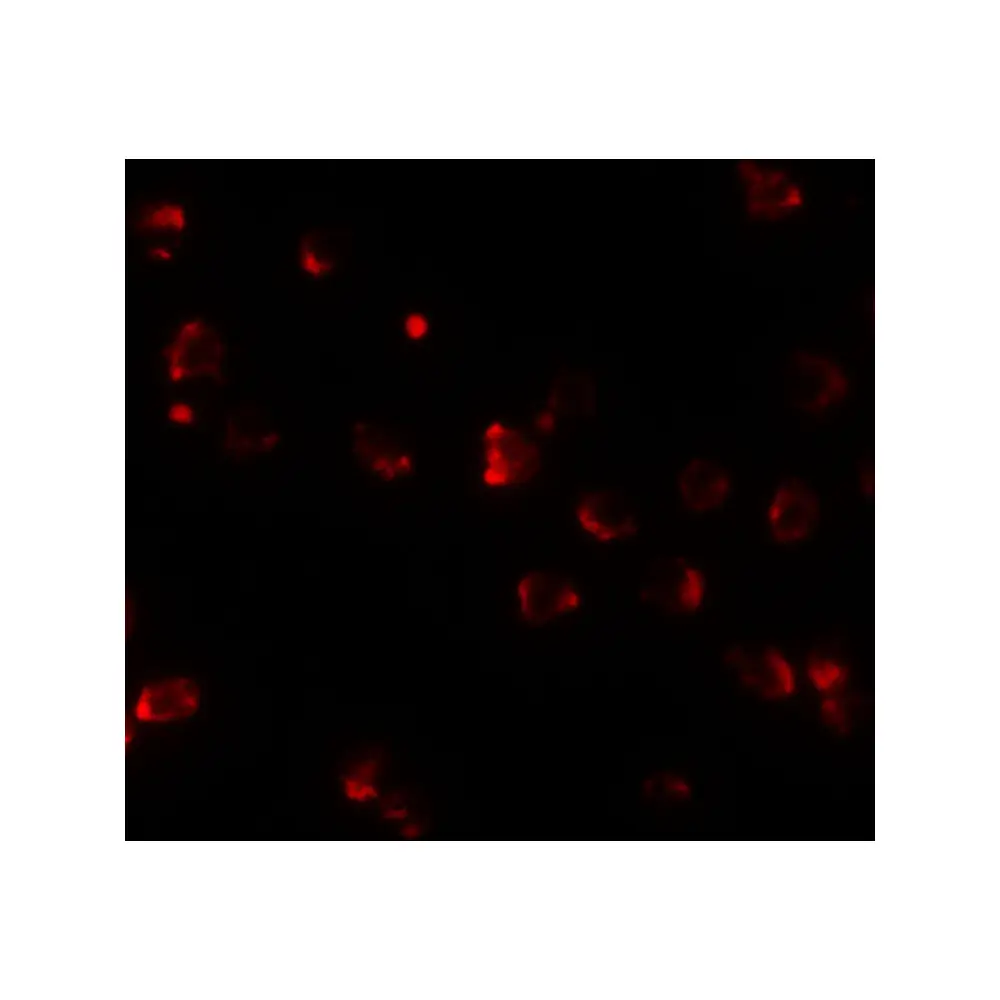 ProSci 6747 NKX2-4 Antibody, ProSci, 0.1 mg/Unit Tertiary Image