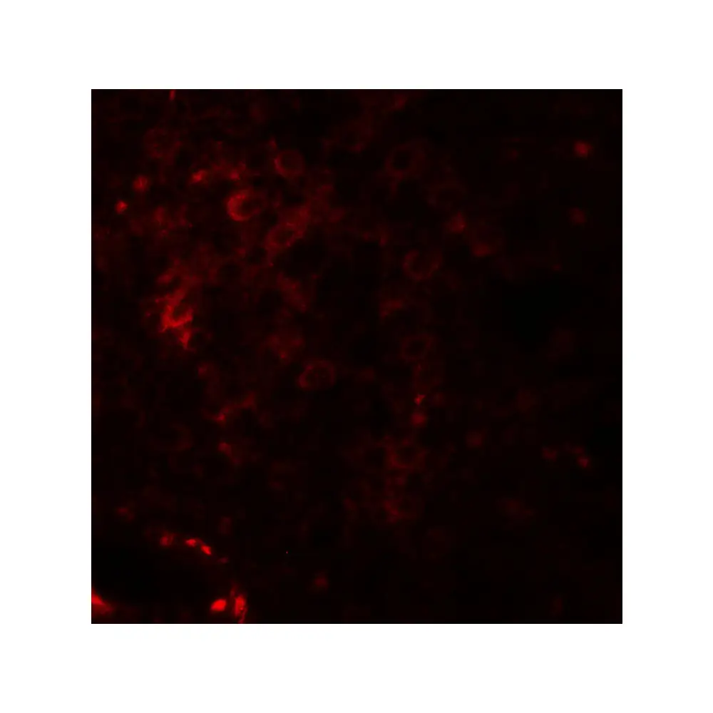 ProSci 6751_S NKX2-6 Antibody, ProSci, 0.02 mg/Unit Tertiary Image