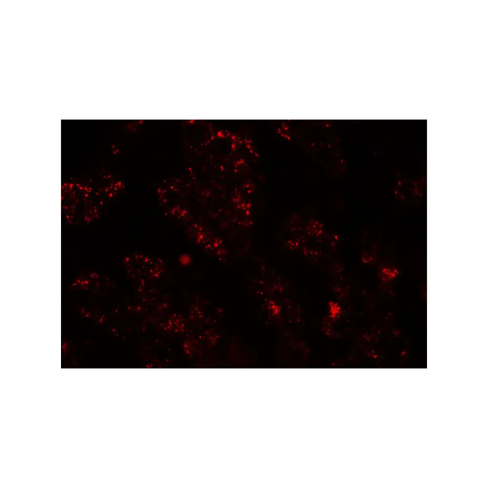 ProSci 6753 NKX2-8 Antibody, ProSci, 0.1 mg/Unit Tertiary Image