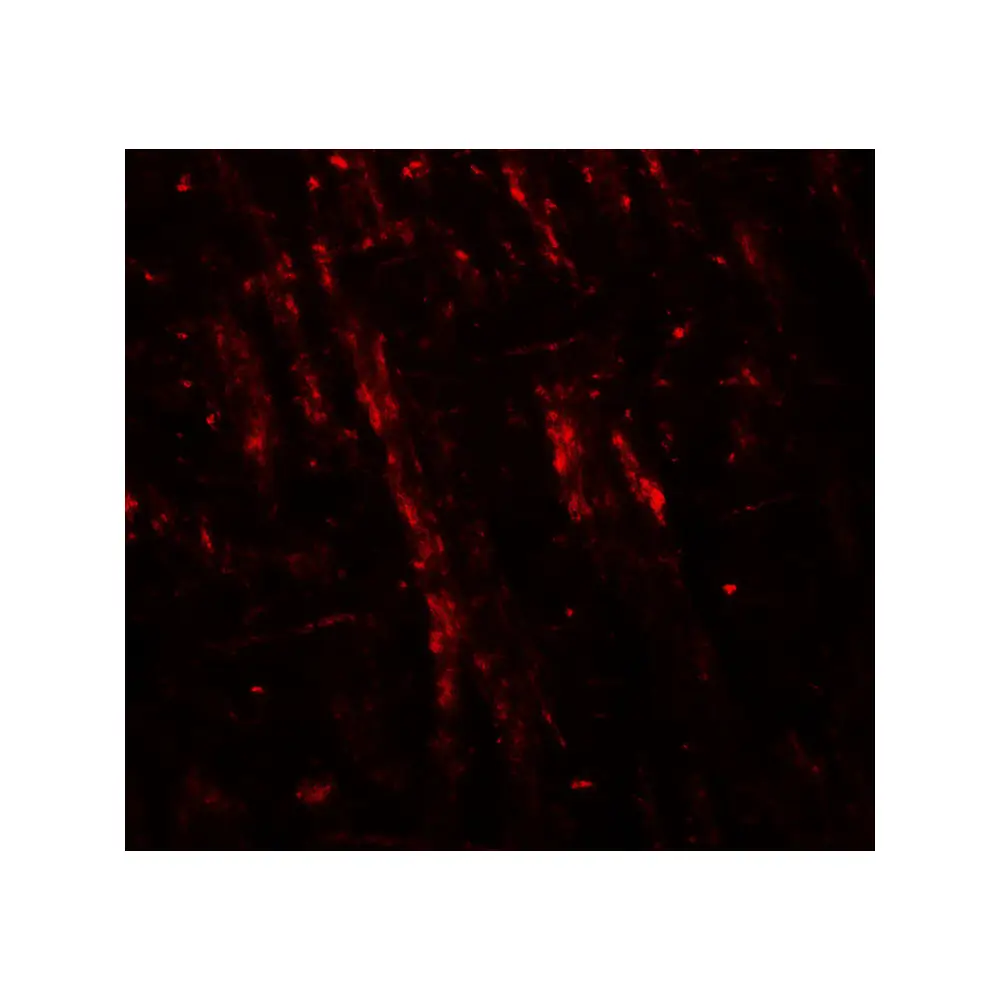 ProSci 7969_S NLGN2 Antibody, ProSci, 0.02 mg/Unit Tertiary Image