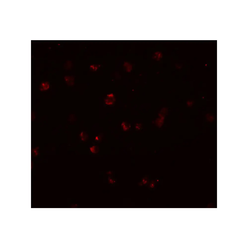 ProSci 5949 NOD3 Antibody, ProSci, 0.1 mg/Unit Secondary Image