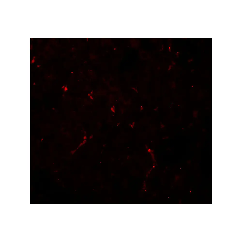 ProSci 8039 NOSTRIN Antibody, ProSci, 0.1 mg/Unit Tertiary Image