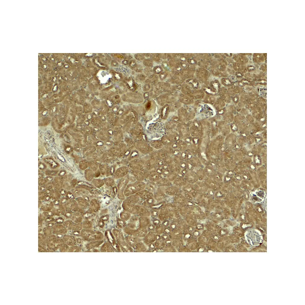 ProSci 8039 NOSTRIN Antibody, ProSci, 0.1 mg/Unit Secondary Image