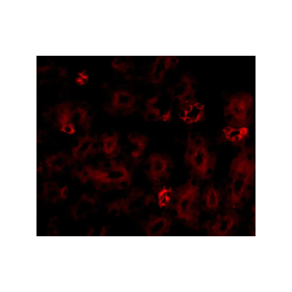 ProSci 5291 NOTUM Antibody, ProSci, 0.1 mg/Unit Tertiary Image