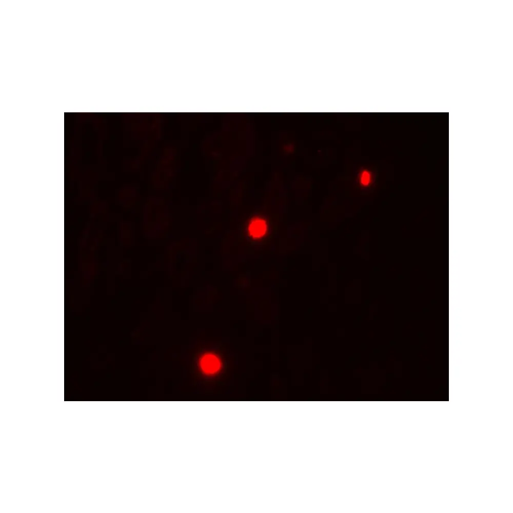 ProSci 7921 NOX1 Antibody, ProSci, 0.1 mg/Unit Tertiary Image