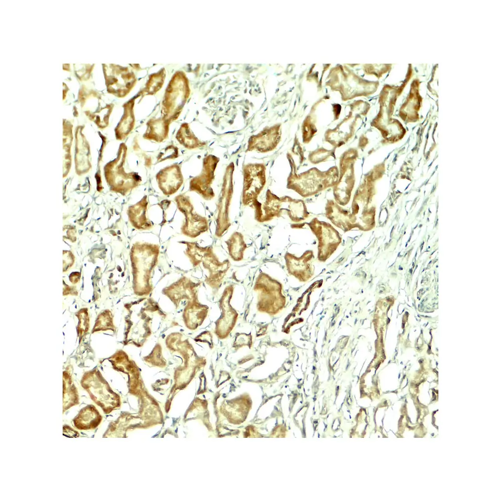 ProSci 7921 NOX1 Antibody, ProSci, 0.1 mg/Unit Secondary Image