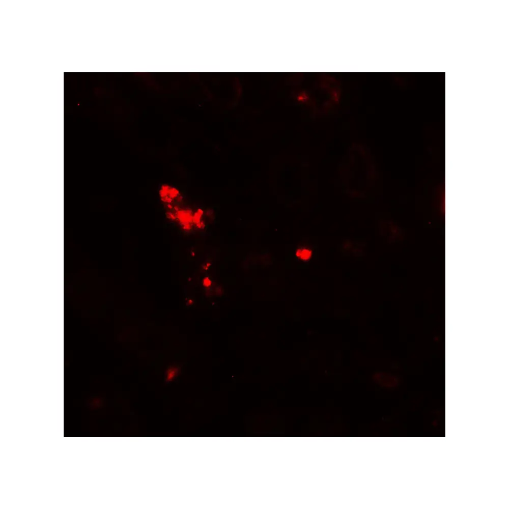 ProSci 7925_S NOX3 Antibody, ProSci, 0.02 mg/Unit Tertiary Image