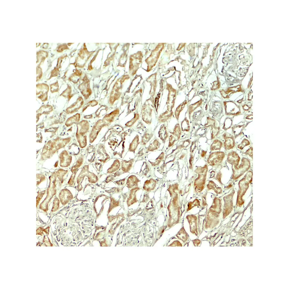ProSci 7925_S NOX3 Antibody, ProSci, 0.02 mg/Unit Secondary Image