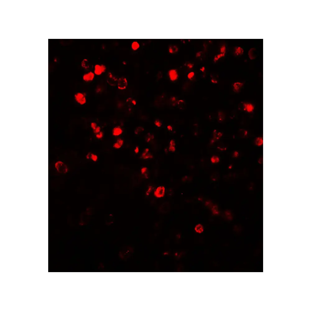 ProSci 7927_S NOX4 Antibody, ProSci, 0.02 mg/Unit Tertiary Image