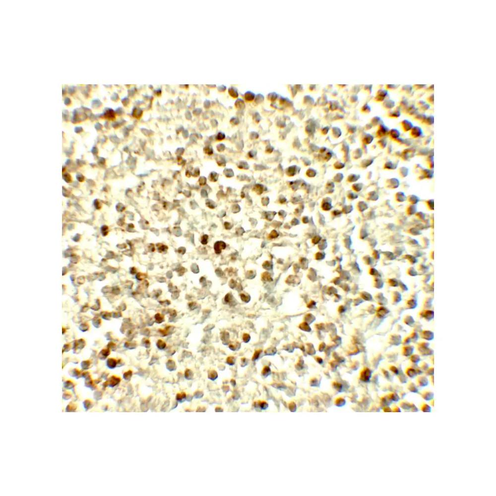 ProSci 7927_S NOX4 Antibody, ProSci, 0.02 mg/Unit Secondary Image