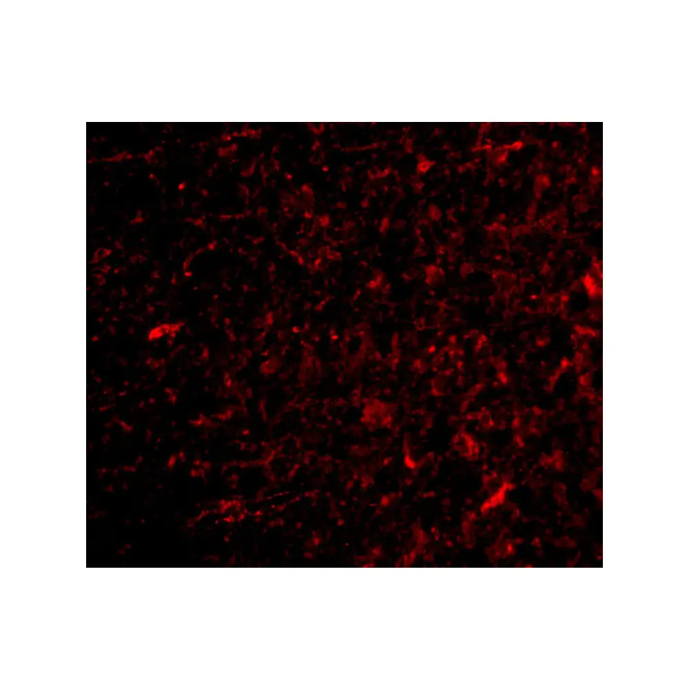 ProSci 4109_S NPAS3 Antibody, ProSci, 0.02 mg/Unit Tertiary Image