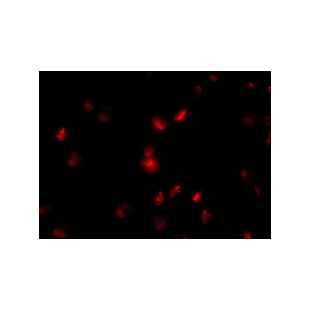 ProSci 4699 NUP107 Antibody, ProSci, 0.1 mg/Unit Tertiary Image