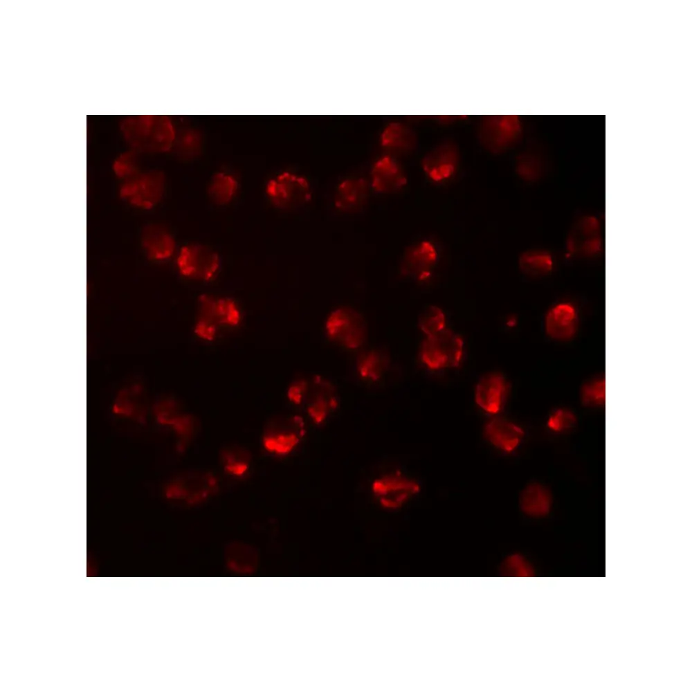ProSci 4701_S NUP107 Antibody, ProSci, 0.02 mg/Unit Tertiary Image