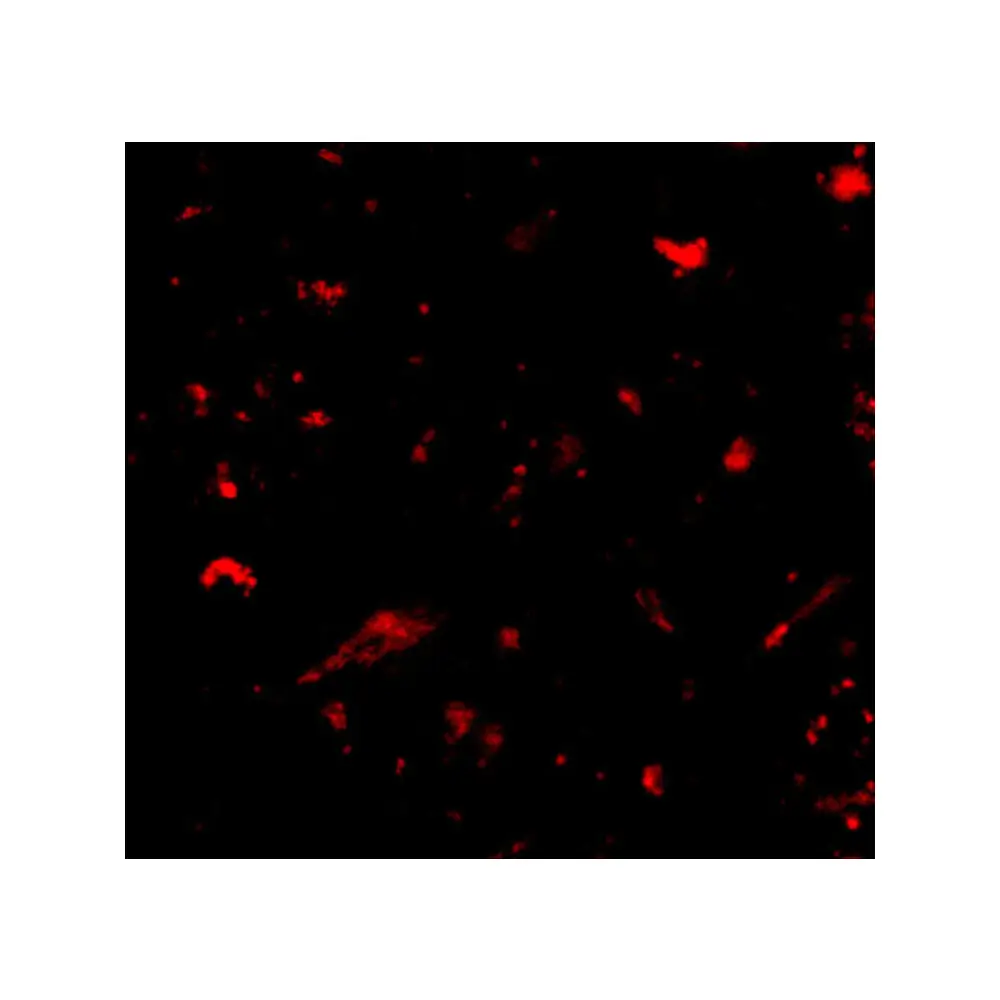 ProSci 4683_S Nanos1 Antibody, ProSci, 0.02 mg/Unit Tertiary Image