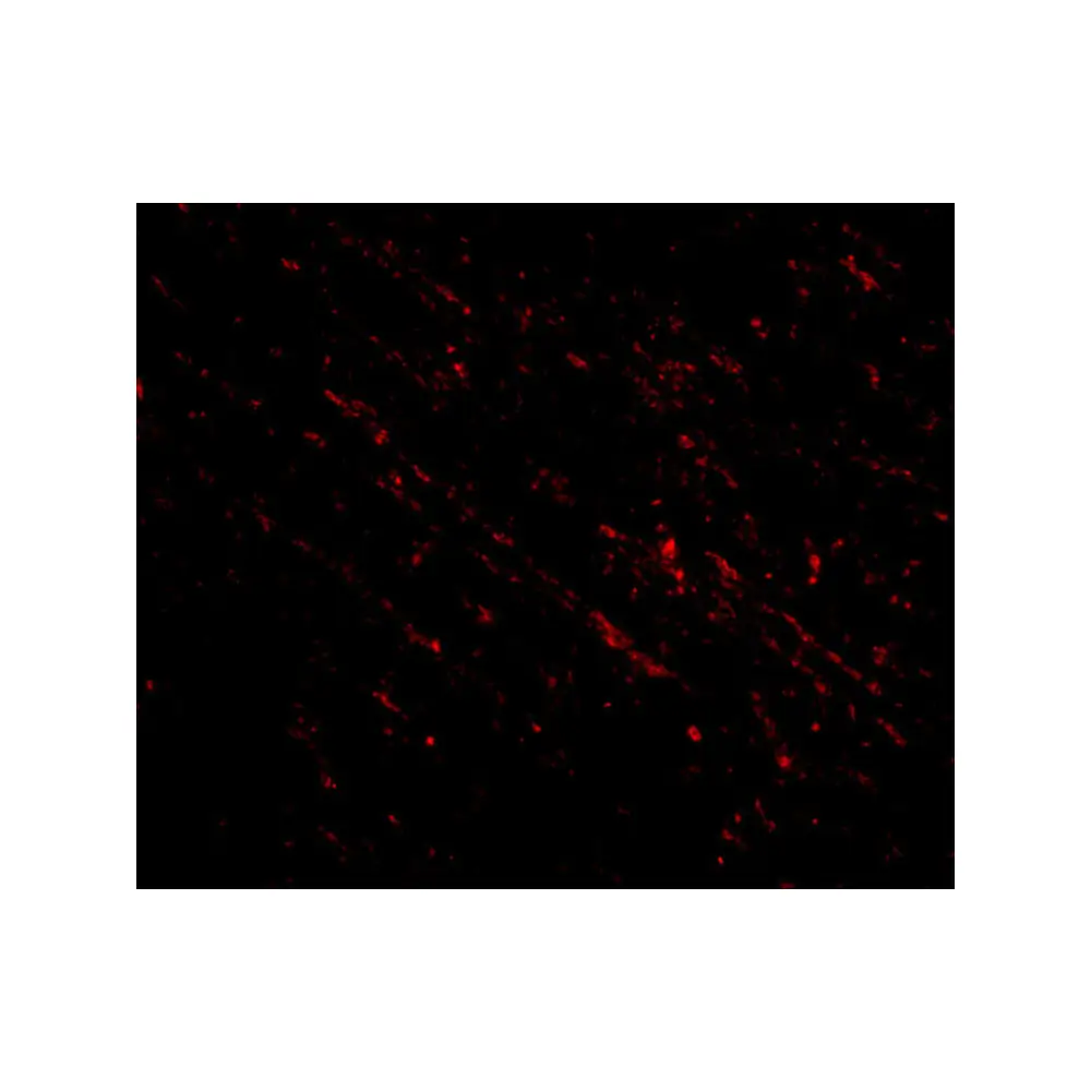 ProSci 4685_S Nanos1 Antibody, ProSci, 0.02 mg/Unit Secondary Image