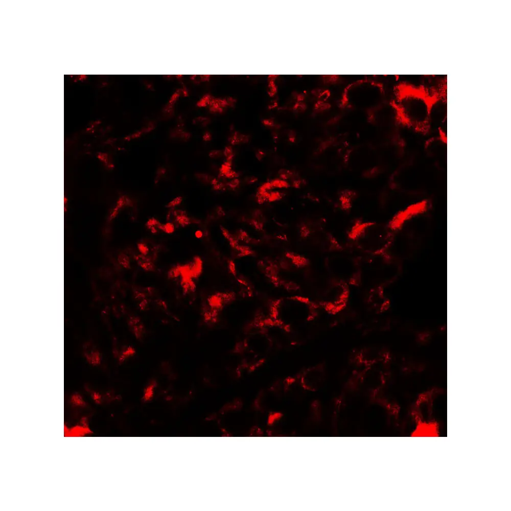 ProSci 4647 Nanos2 Antibody, ProSci, 0.1 mg/Unit Tertiary Image