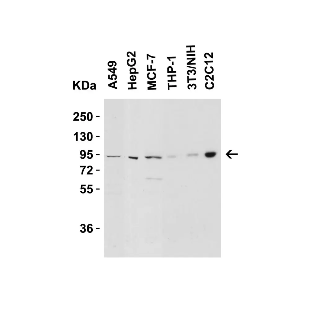 ProSci 2265_S Nephrin Antibody, ProSci, 0.02 mg/Unit Secondary Image