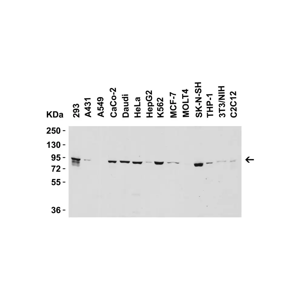 ProSci 7979 Nephrin Antibody, ProSci, 0.1 mg/Unit Secondary Image