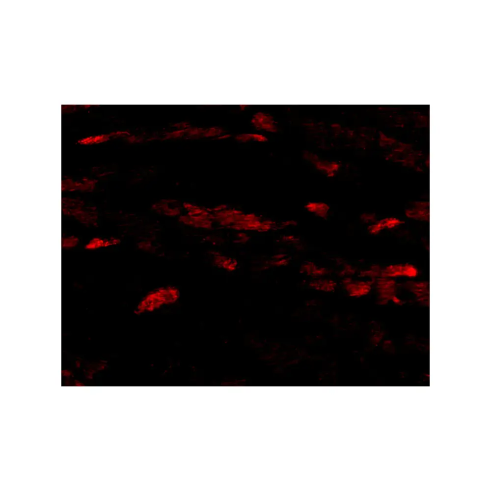 ProSci 4101 Neuritin Antibody, ProSci, 0.1 mg/Unit Tertiary Image