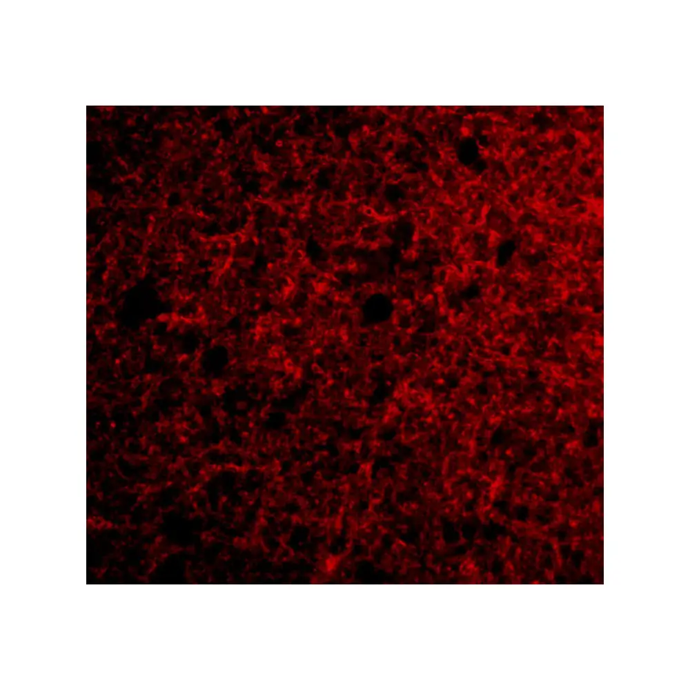 ProSci 4105_S Neurotrypsin Antibody, ProSci, 0.02 mg/Unit Tertiary Image