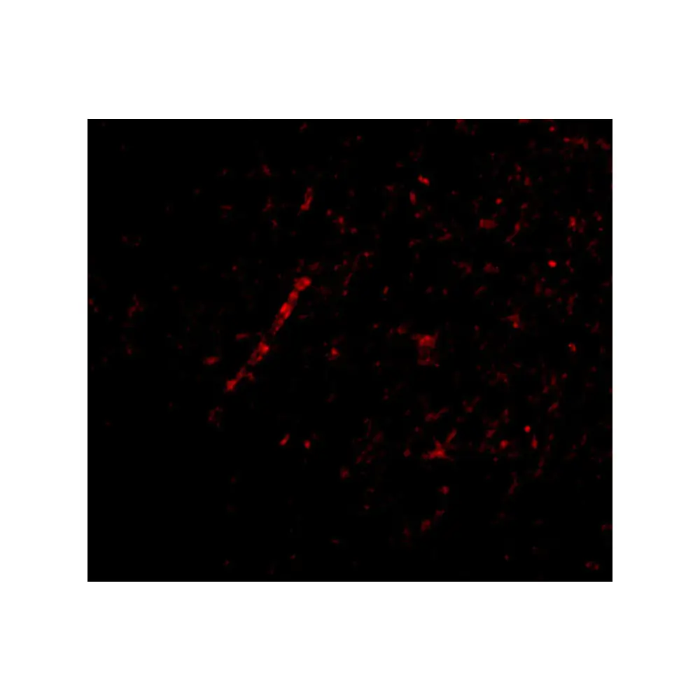 ProSci 4377_S Nhe-1 Antibody, ProSci, 0.02 mg/Unit Tertiary Image