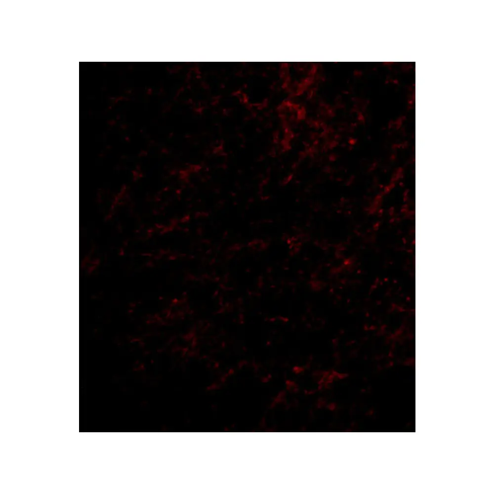 ProSci 4379_S Nhe-1 Antibody, ProSci, 0.02 mg/Unit Tertiary Image