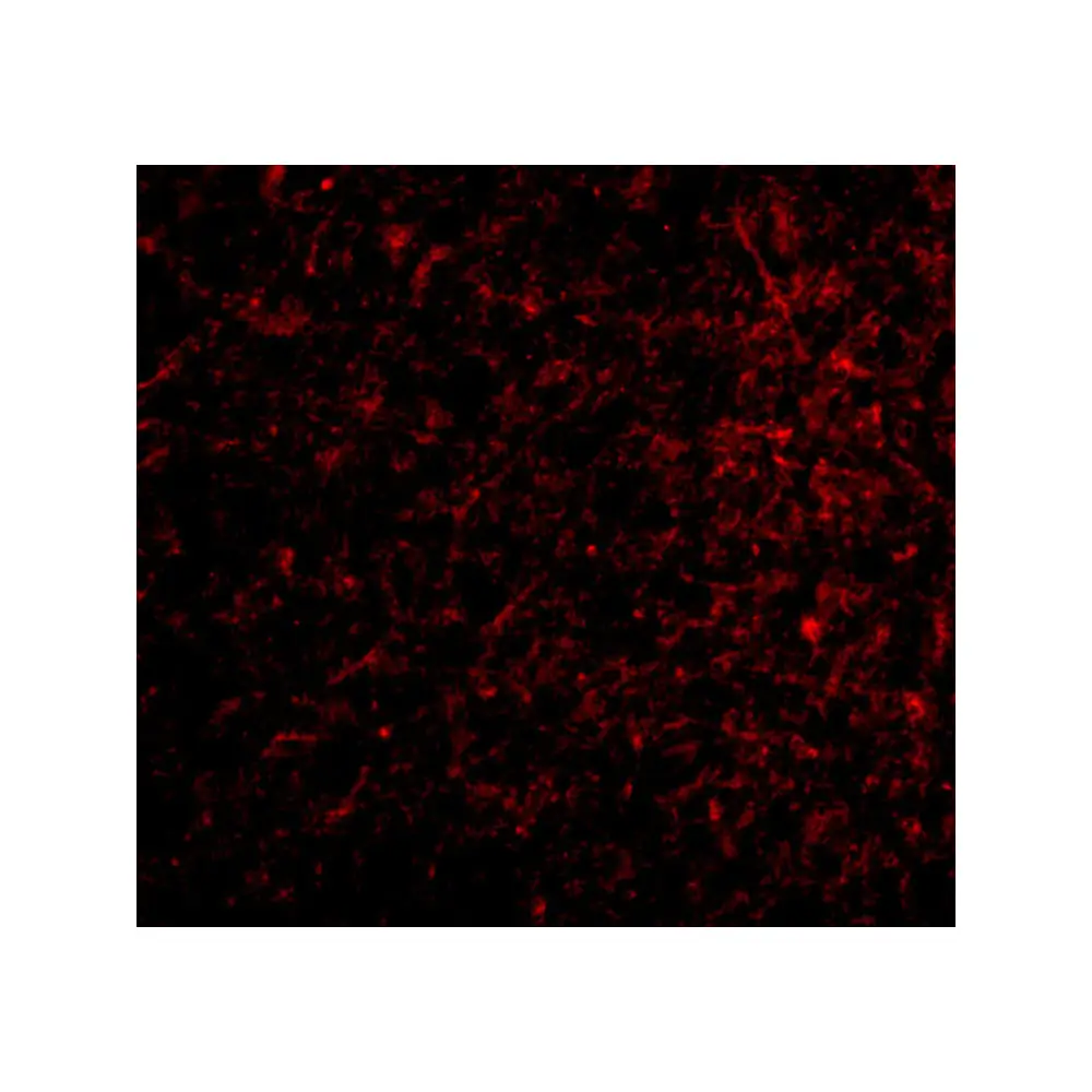 ProSci 3983 Nicastrin Antibody, ProSci, 0.1 mg/Unit Tertiary Image