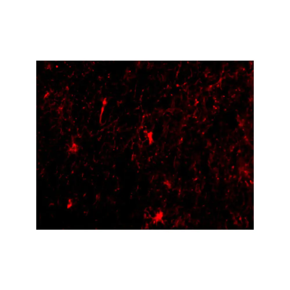 ProSci 3985_S Nicastrin Antibody, ProSci, 0.02 mg/Unit Tertiary Image