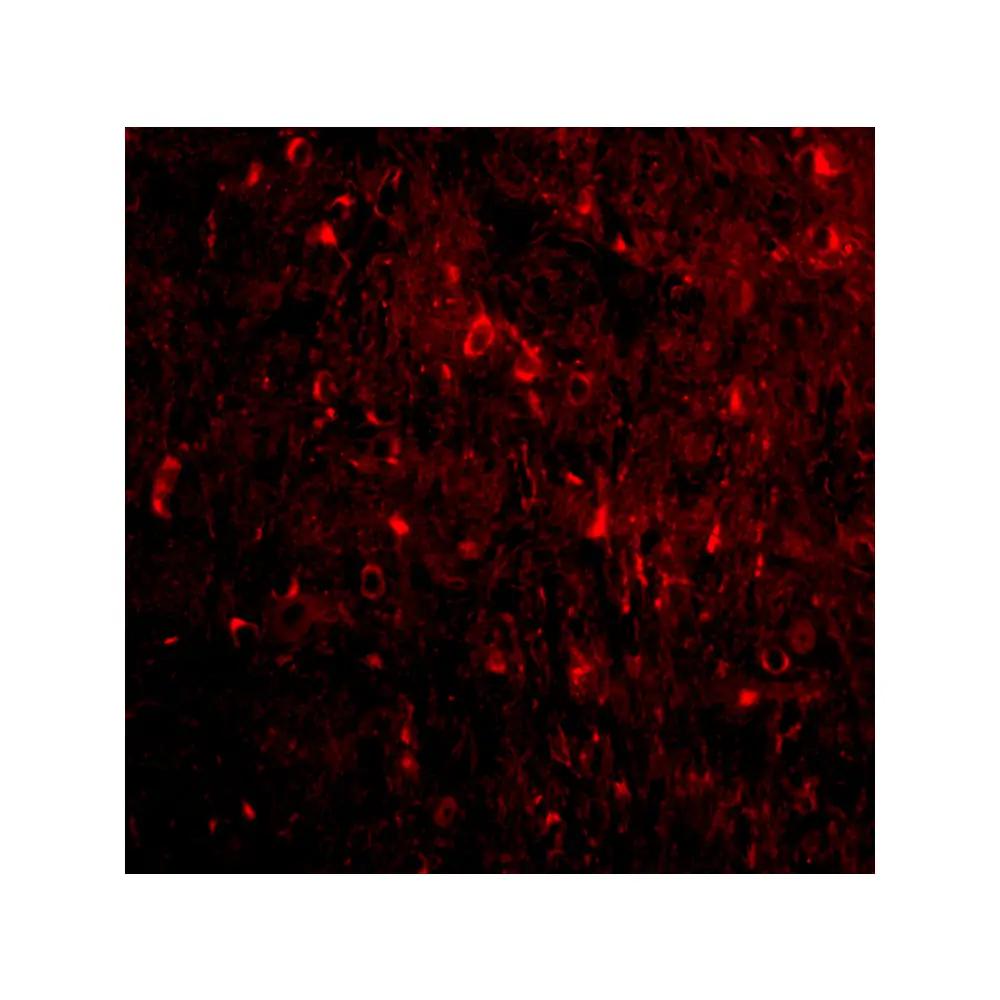 ProSci 4087 NogoA Antibody, ProSci, 0.1 mg/Unit Tertiary Image