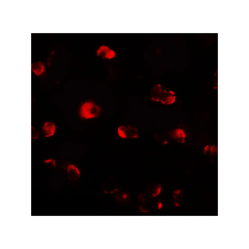 ProSci 7775 OASL Antibody, ProSci, 0.1 mg/Unit Tertiary Image