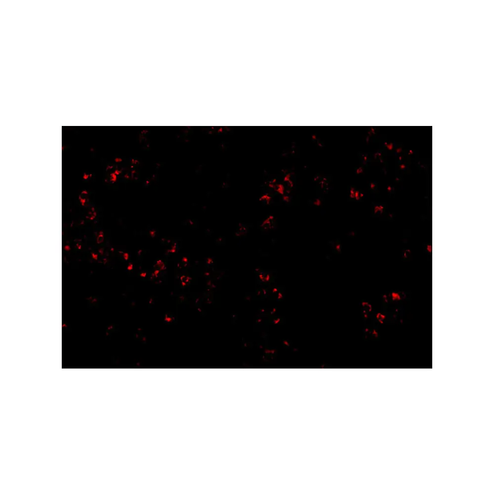 ProSci 4997 OCC-1 Antibody, ProSci, 0.1 mg/Unit Tertiary Image