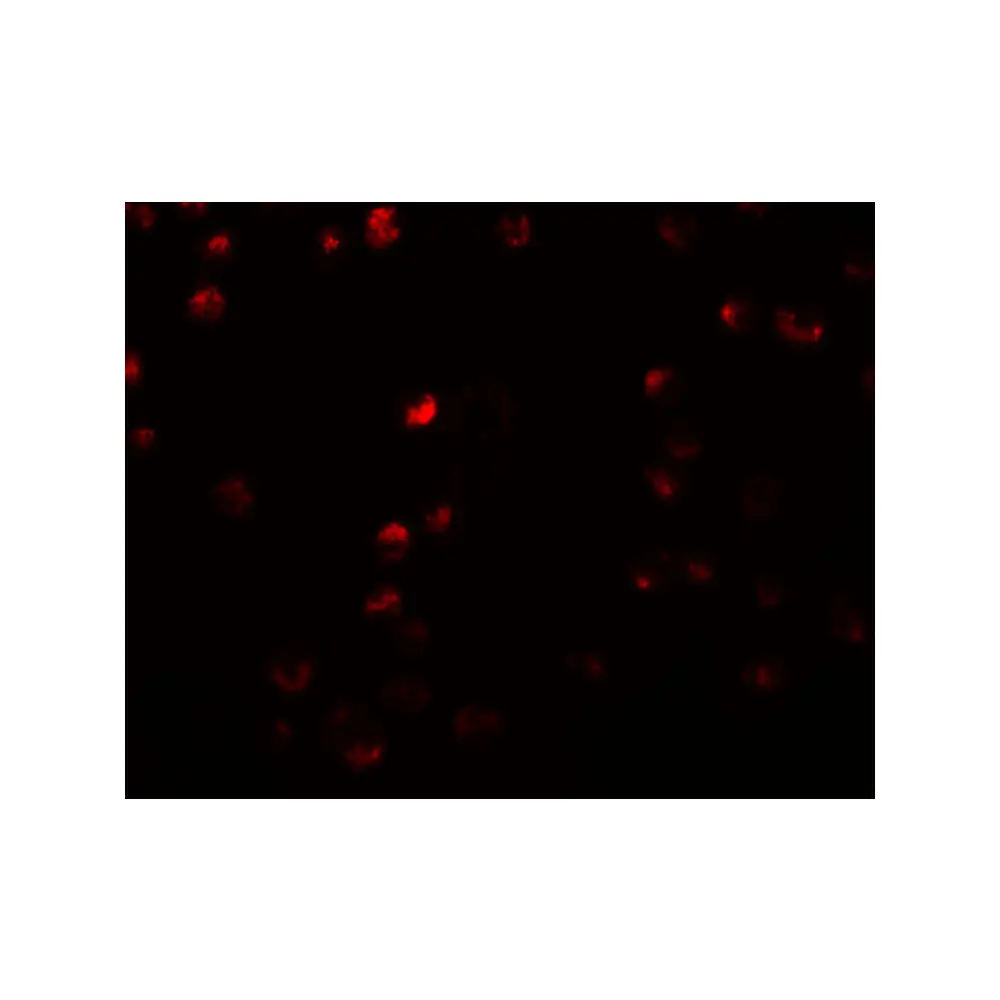 ProSci 5463_S OCIAD2 Antibody, ProSci, 0.02 mg/Unit Secondary Image