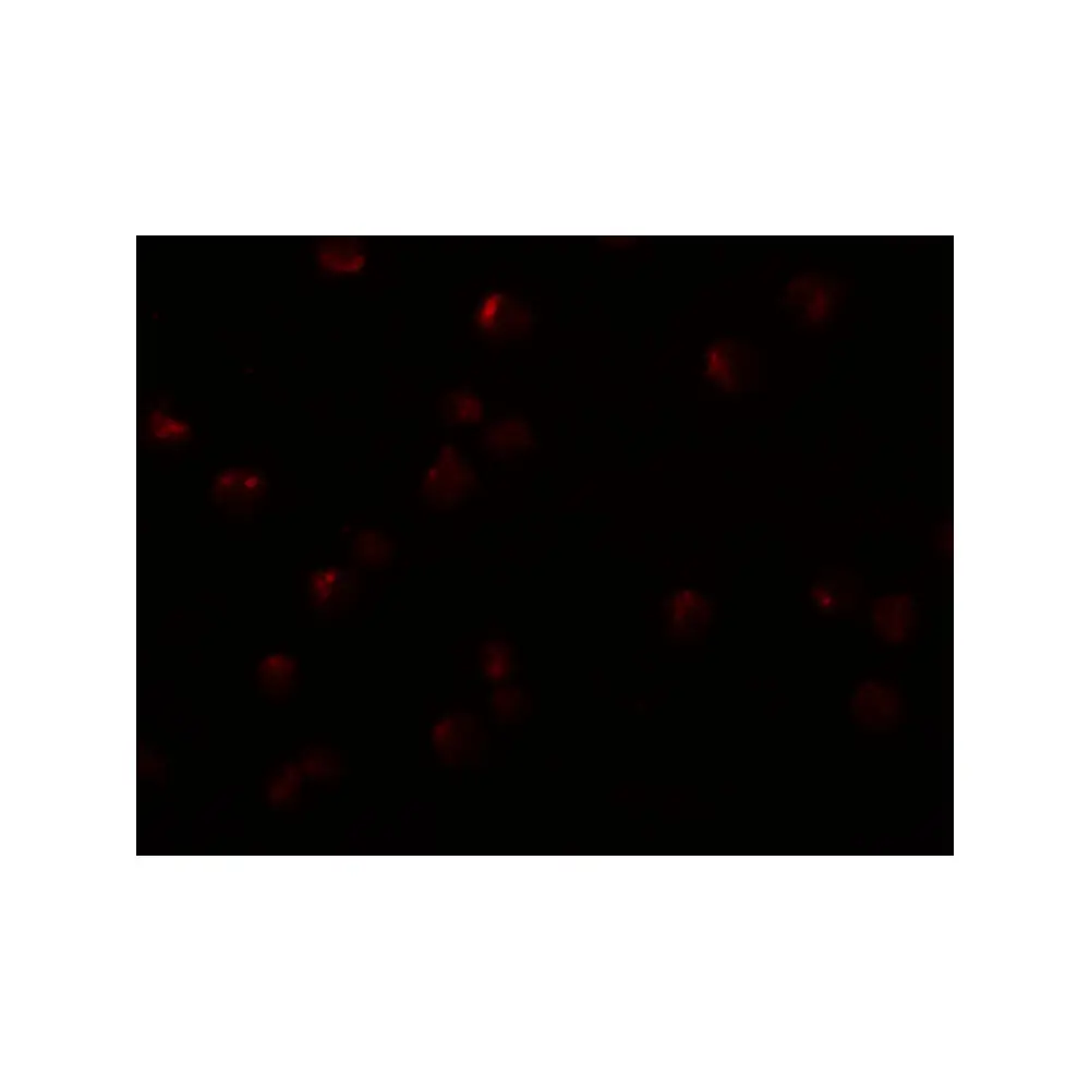 ProSci 5465 OCIAD2 Antibody, ProSci, 0.1 mg/Unit Secondary Image