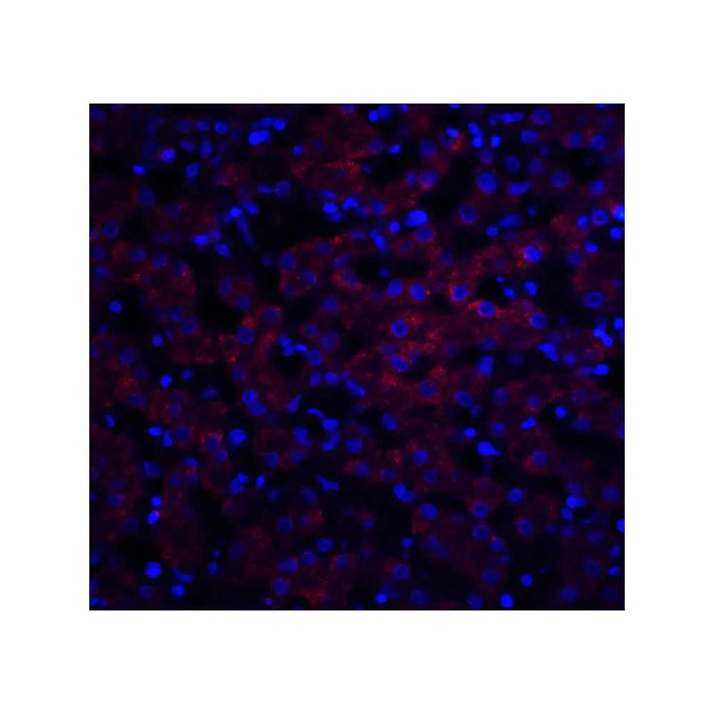 ProSci 5191_S OCLN Antibody, ProSci, 0.02 mg/Unit Quaternary Image