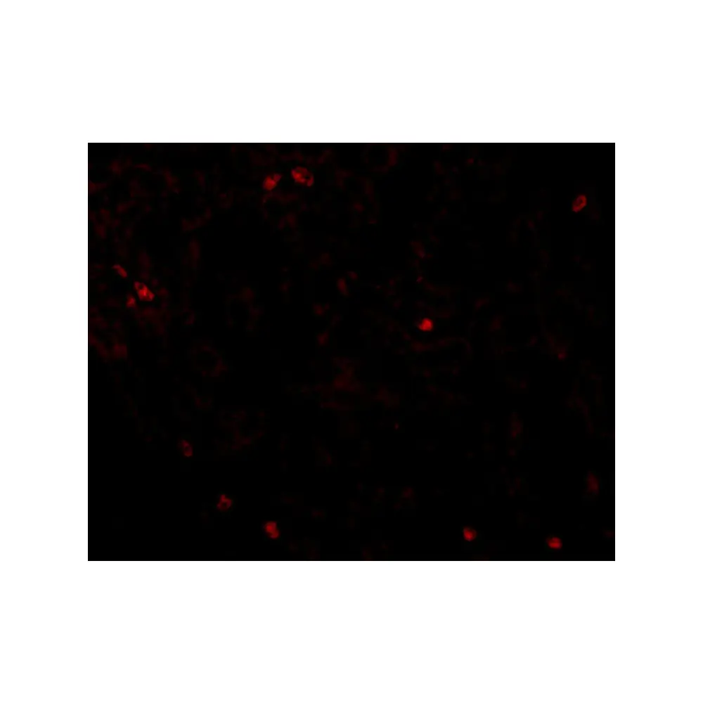 ProSci 5191_S OCLN Antibody, ProSci, 0.02 mg/Unit Tertiary Image