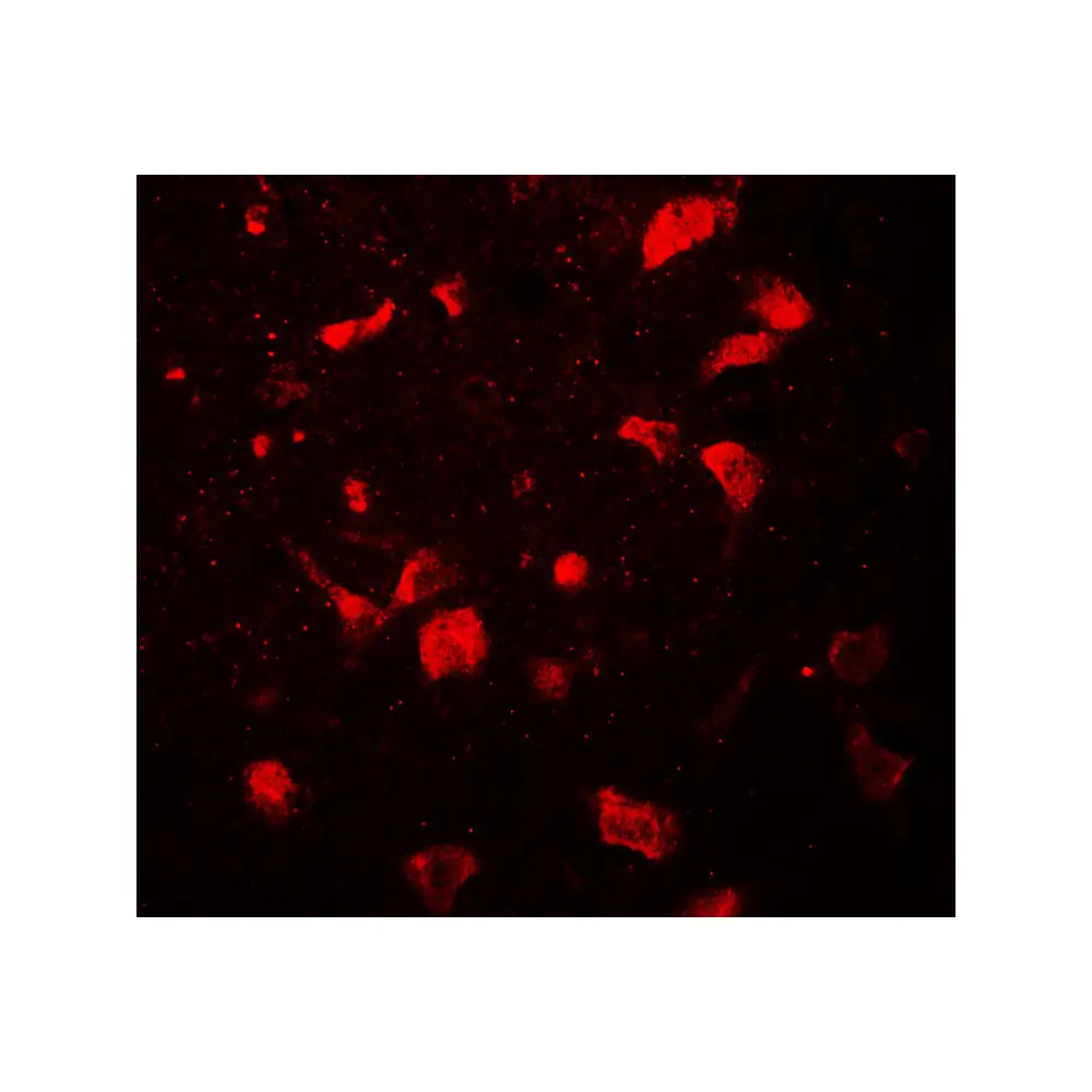 ProSci 7741 OLIG1 Antibody, ProSci, 0.1 mg/Unit Tertiary Image